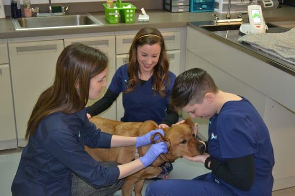 Dr. Stricker making sure those ears are squeaky clean!