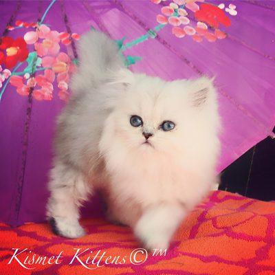 Kismet Kittens: Adorable Silver Shaded Teacup Persian Kitten