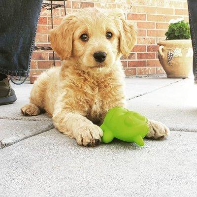 Summer days and puppy kisses!