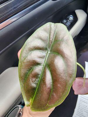 Alocasia Cuprea