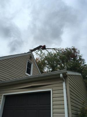 Moving a part of cut tree from the back to the street