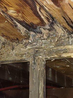 Subterranean termite damage under the house that was fueled by a excessive moisture issue.