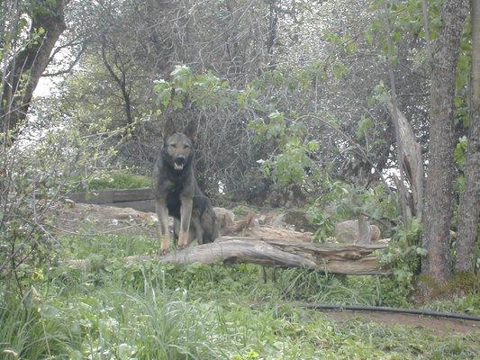 Vixen, an Inca X Into daughter.