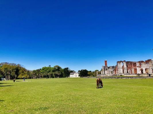 Cumberland Island National Seashore