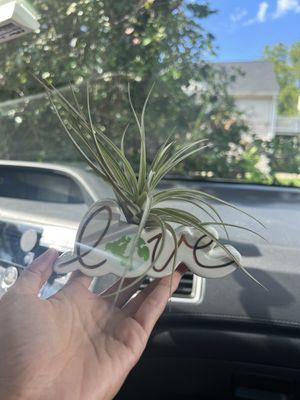 What I bought: fun vase and air plant!