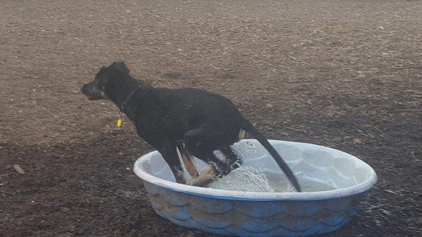 They have a pool to cool off in.