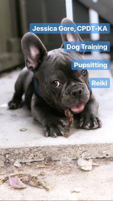 Jessica Gore, CPDT-KA Dog Training, Pupsitting, Reiki