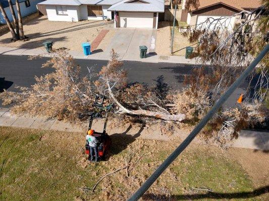 Removing a Large Pine Tree