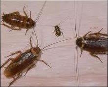 Roaches