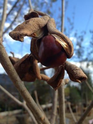 Red Buckeye from our Fields