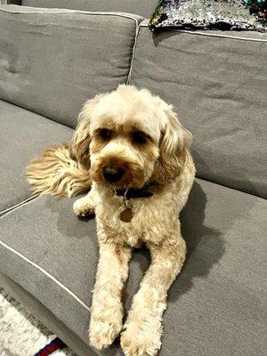 Our 3 year old cavapoo