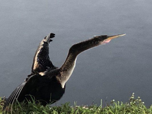 Anhinga