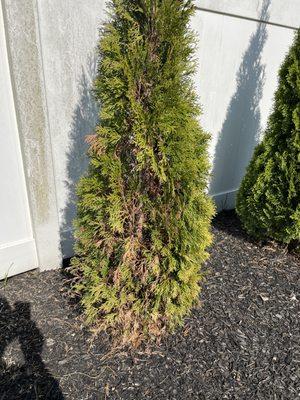 Dead brown foliage all over the newly planted trees