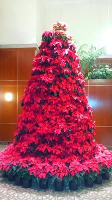 Live 10' Poinsettia tree!