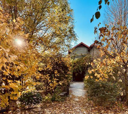 Fall in full orange & yellow beauty at the winery