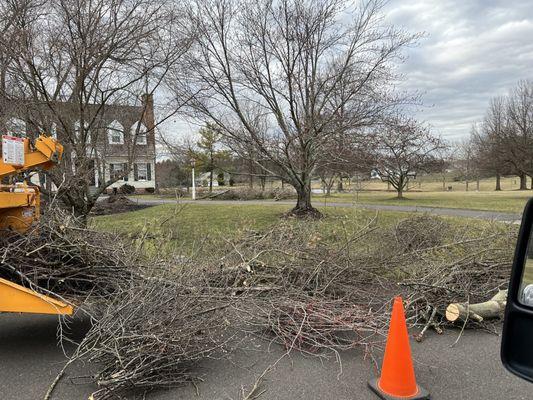 Al's Affordable Tree Service