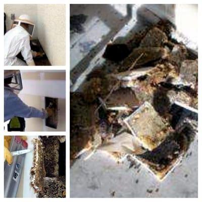 Removing over a 100lbs of honey from an interior garage wall void is no easy task. Call Anderson Pest Control.