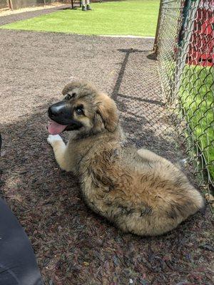 Our pup in the shade tired from playing