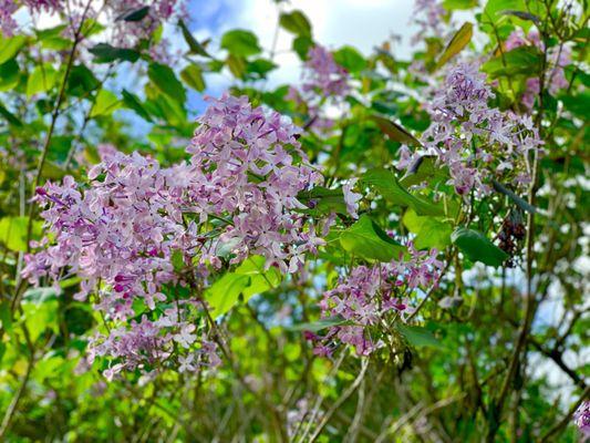 Lilacs blooming in late May