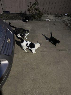 Cats in the parking lot