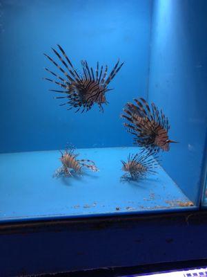 Lion fish.