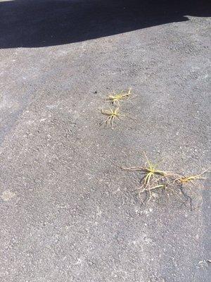 Weeds growing thru 2 months after paving.