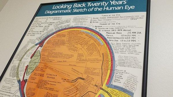 The human eye.