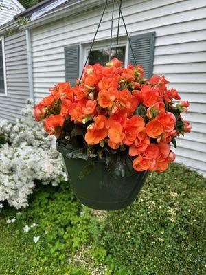 Lovely Begonias