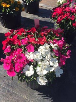 Huge flwr dianthus corona