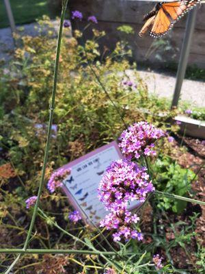 Butterfly in the butterfly garden.