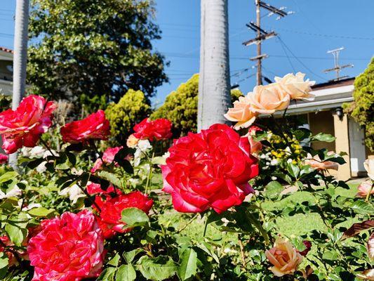 Amazing Red Roses