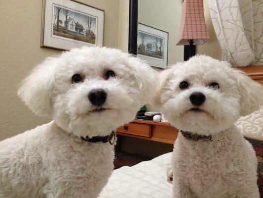 Our Bichon's, looking great after their spa day with JJ's Mobile Grooming!