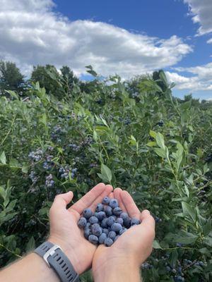 Blueberries!