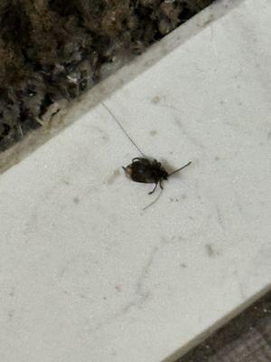 Dead bug on bathroom floor never picked up by cleaning obviously