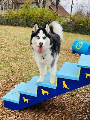 Kiba loves daycare and playtime!