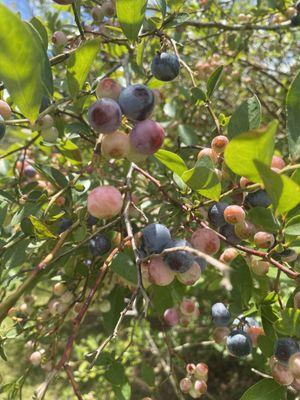 Beautiful Blueberries waiting to be picked