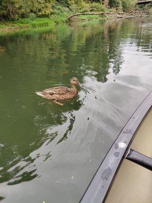 Friendly ducks