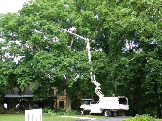 Pruning a Large white Oak for health of the tree.