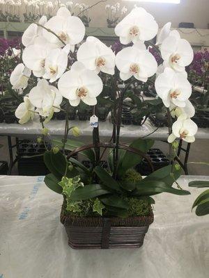 Pre-made orchid arrangement