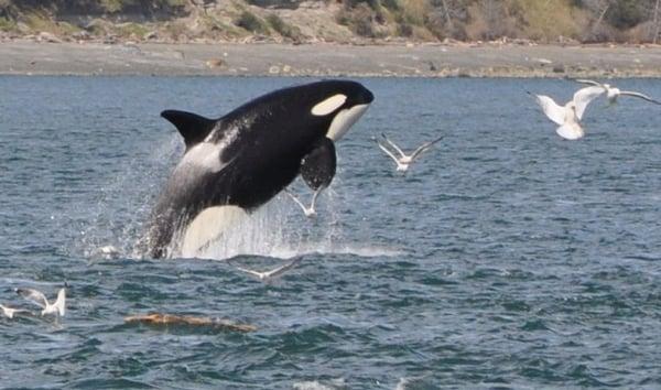 Killer Whale (Orca) Breaching out of the water