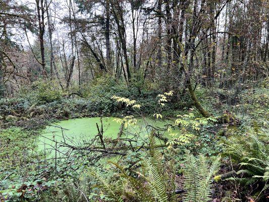 Newell Creek Canyon Nature Park