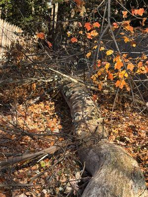 Storm damage clean up. We will also replace the broken sections of fence.