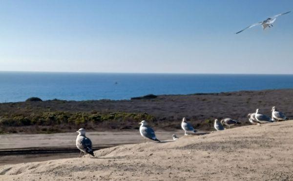 Hanging out with the seagulls, they know the best spots.