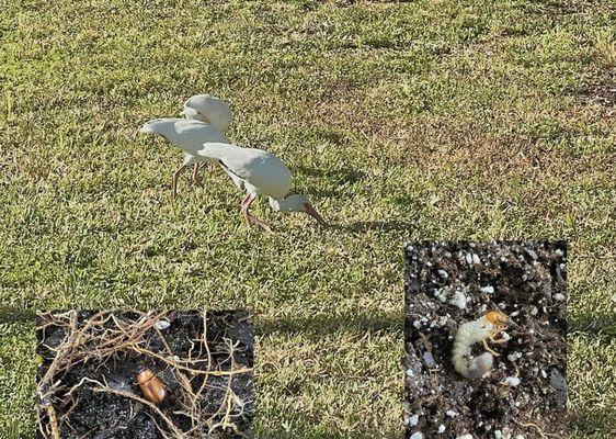 If you see an ibis bird feeding on your lawn then this is an indication you may have grubs. Call today (727)546-8787