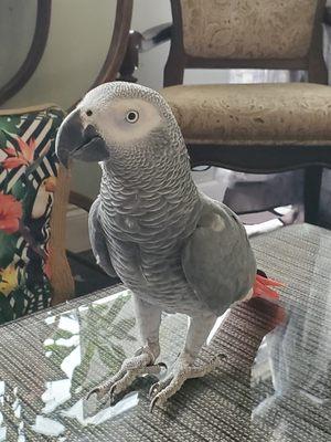 African Greys make up our 3rd most surrendered parrot.