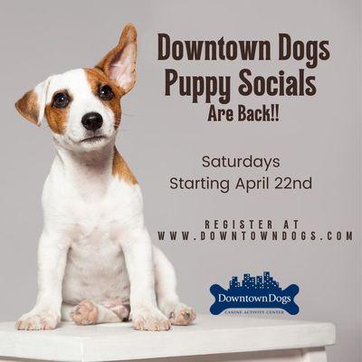 Puppy social