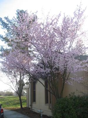 Outside shot of Temple Israel in Alameda