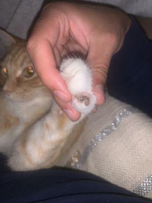 Years after west oaks declawed my cat, he had this infection and SEVERAL fragments of nail in his paw. Do not recommend