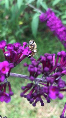 Common Ami Apiary