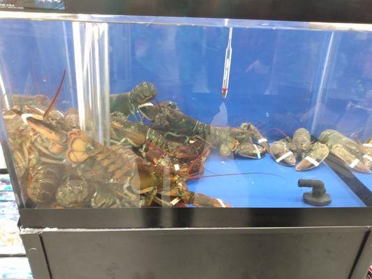 Lobster tank